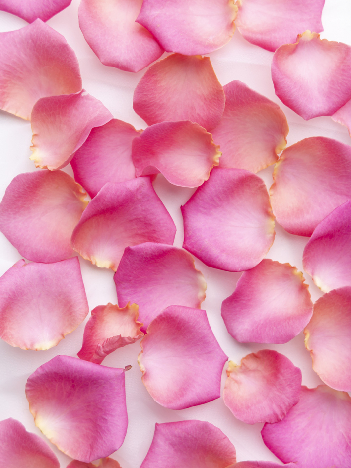 Pink rose petals | Rose petal scattering | SURPROSE.COM