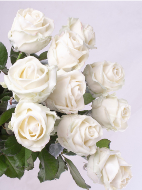 10 white wax roses