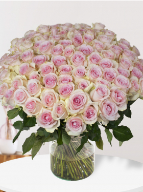 100 soft pink roses - Sweet Revival