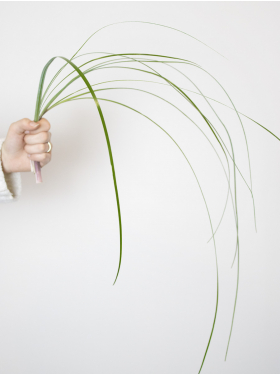 Bear grass in your bouquet