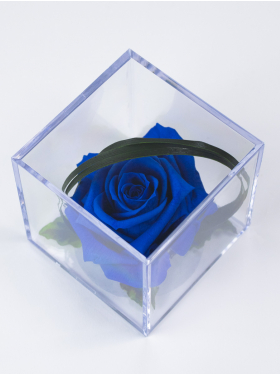 Blue infinity rose in acrylic box