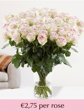 500 to 1001 soft pink roses