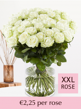 500 to 1001 white roses