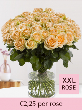 Choose your number salmon-coloured roses - 100 till 499