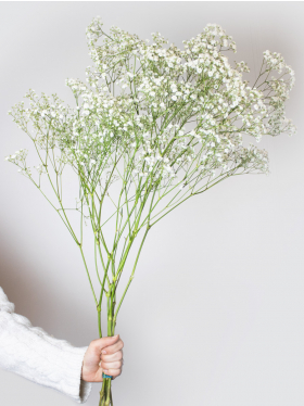 Gypsophila