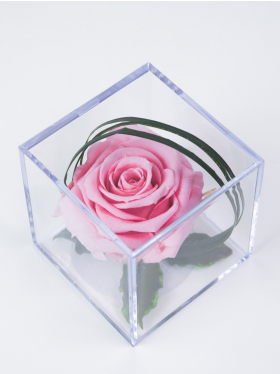 Pink infinity rose in acrylic box