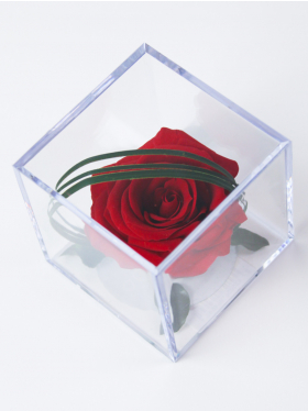 Red infinity rose in acrylic box