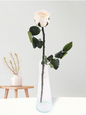 Single cream coloured long life rose with glass vase