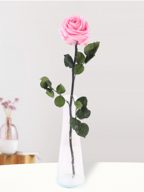 Single pink long life rose with glass vase