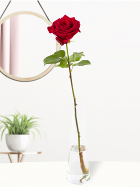 Red rose with glass vase