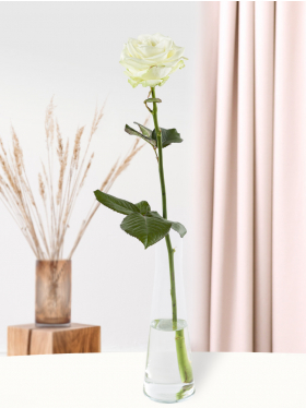 White rose with glass vase