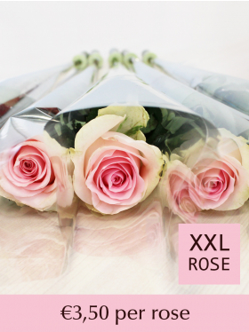 Soft pink roses packed per piece - Sweet Revival