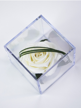 White infinity rose in acrylic box