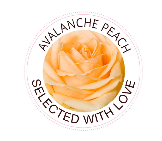 The Avalanche Peach Rose