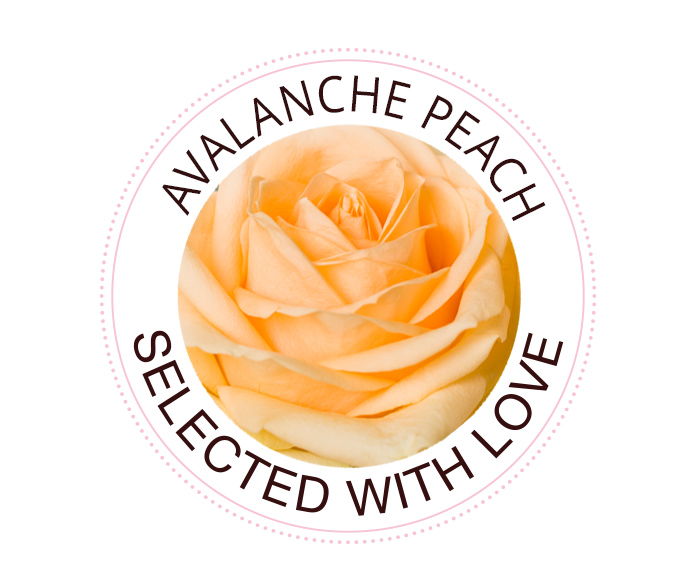 The Avalanche Peach rose