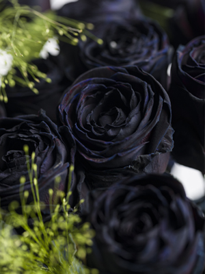 Black roses with panicum