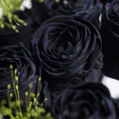 Black roses