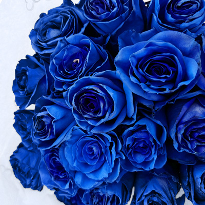 Blue roses