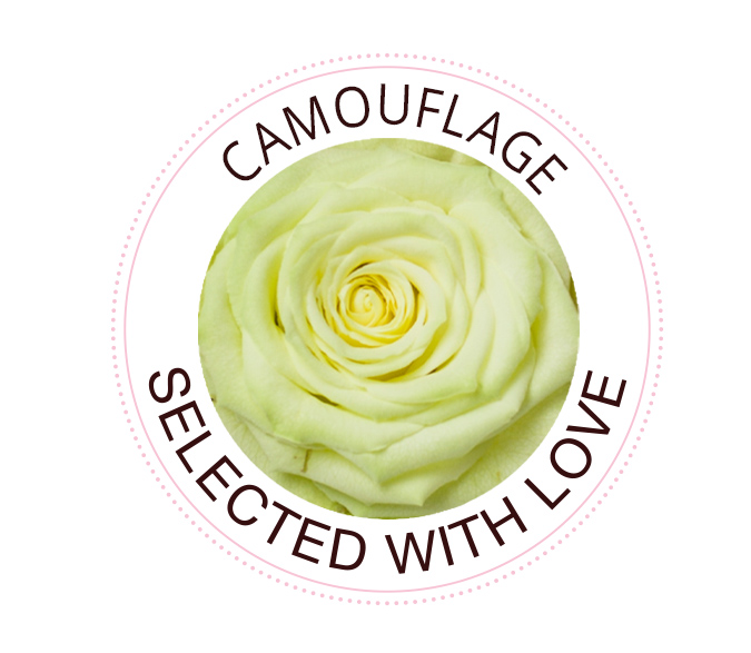 Camouflage rose