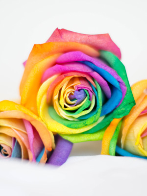 Coloured roses