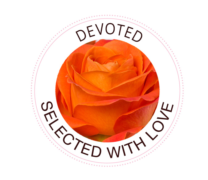 The Devoted rose