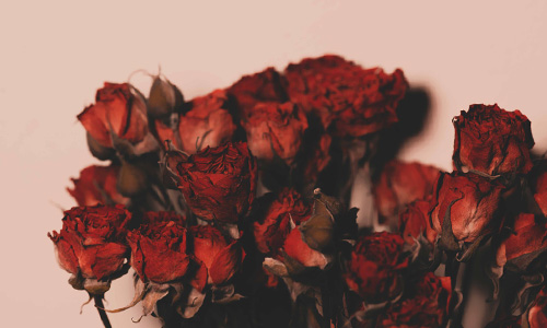 Blog: Dry your roses