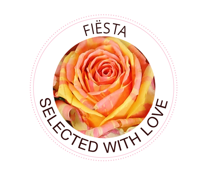 The Fiësta rose