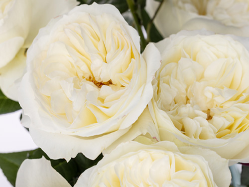 10 David Austin roses