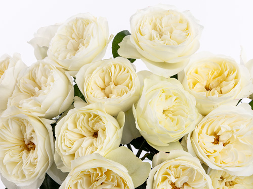 20 white David Ausin roses