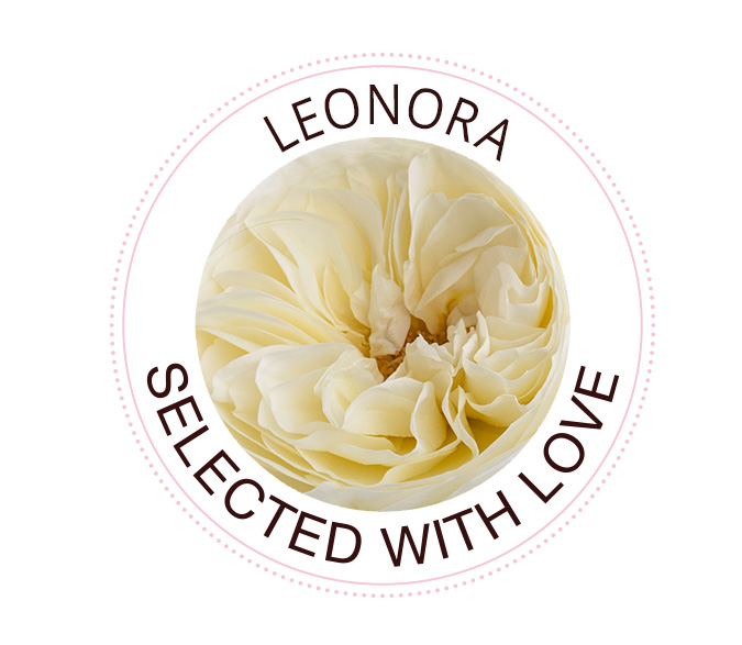 The Leonora rose
