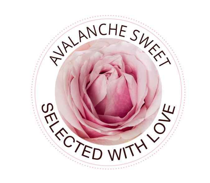 Avalanche Sweet roses