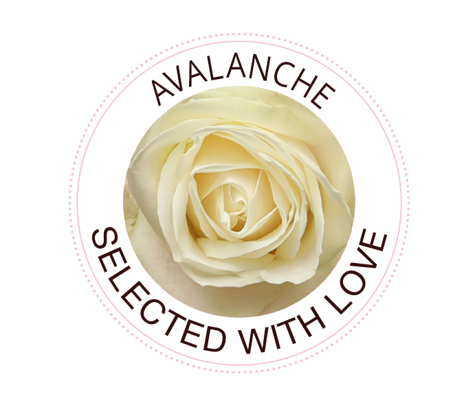 Avalanche rose