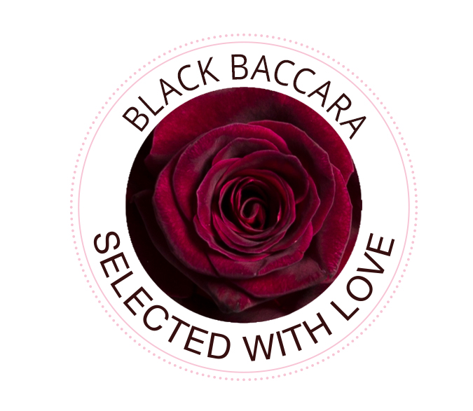 The Black Baccara rose