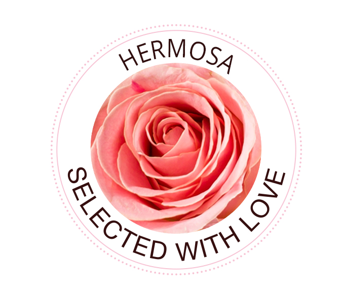The Hermosa rose