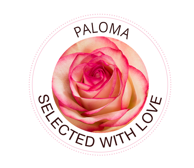 The Paloma rose