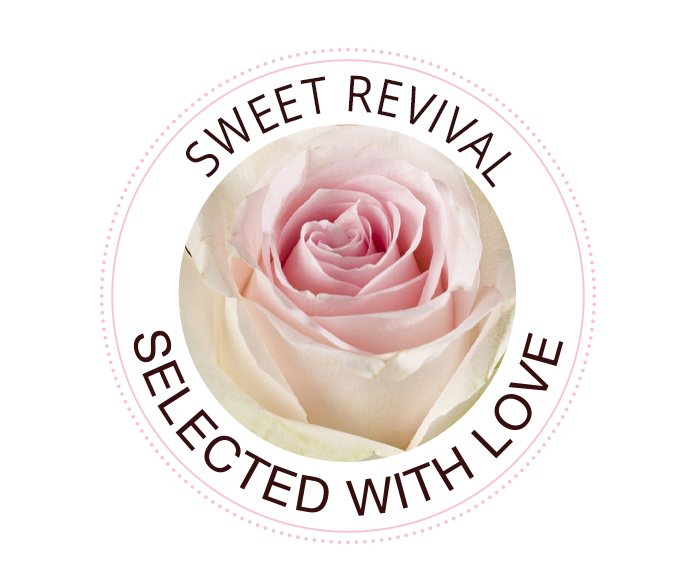 The Sweet Revival rose