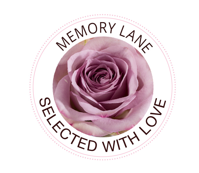 The Memory Lane rose