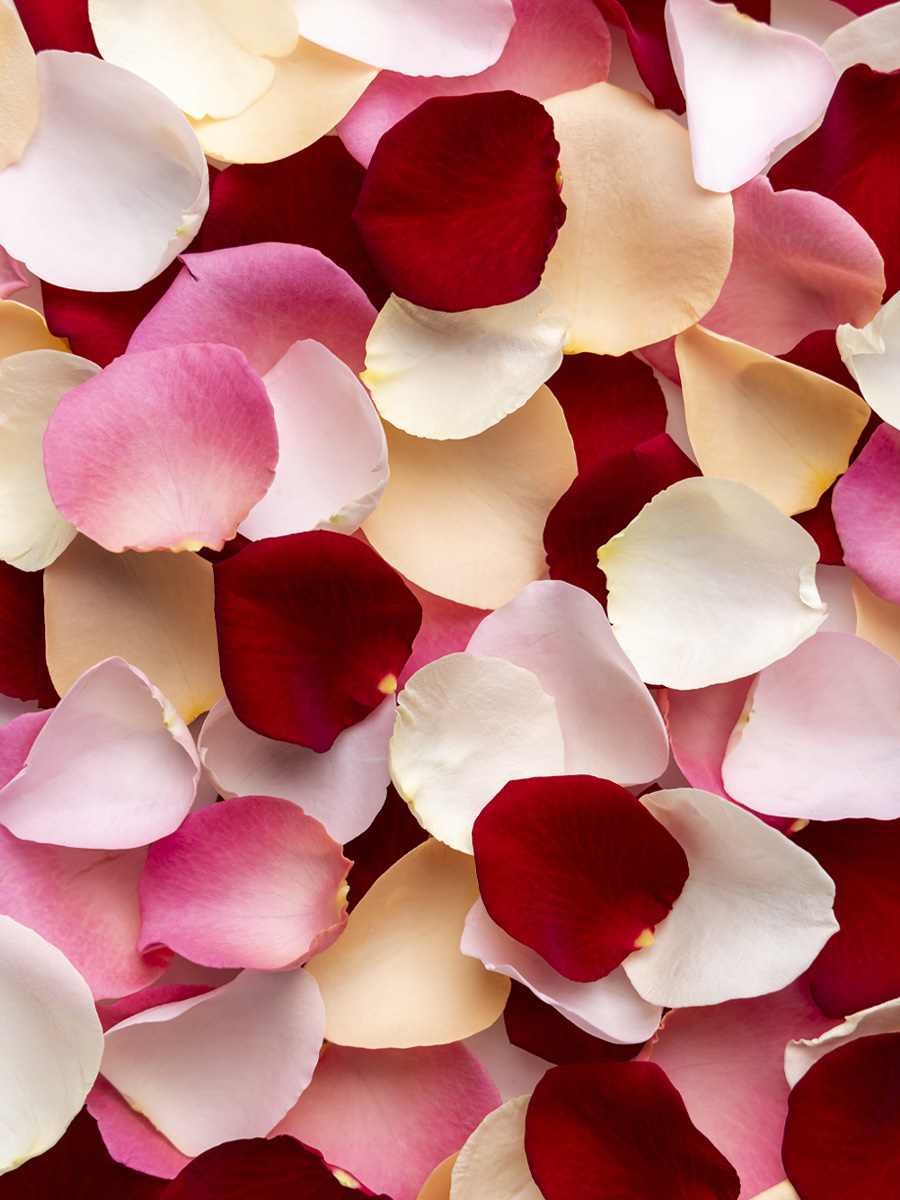 Mixed rose petals