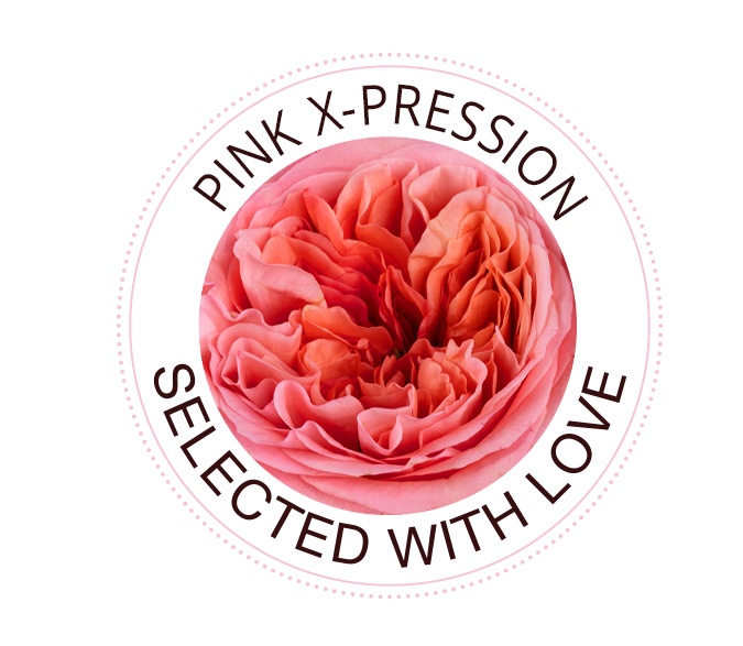 Pink X-Pression rose