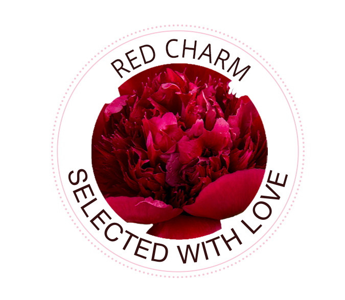 The Red Charm peony