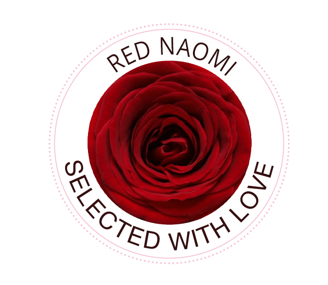 The Red Naomi rose