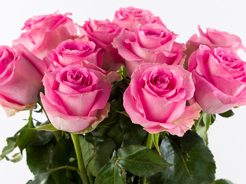 Chose your number of pink roses