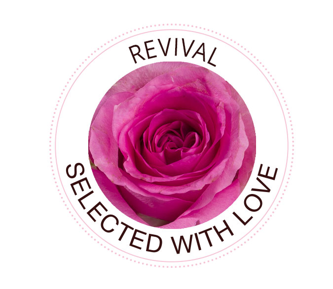 The Revival rose