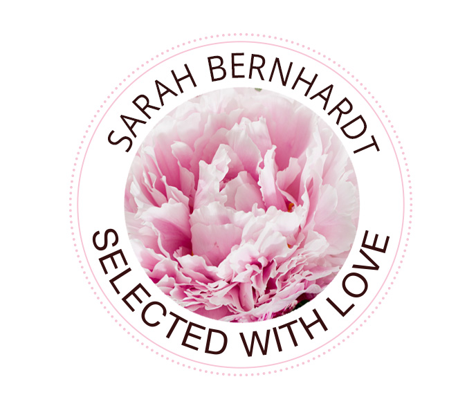 The Sarah Bernhardt peony