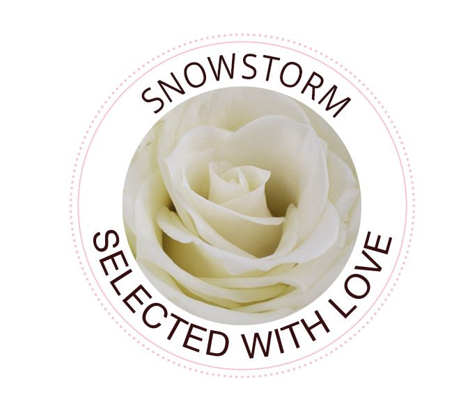 The Snowstorm rose