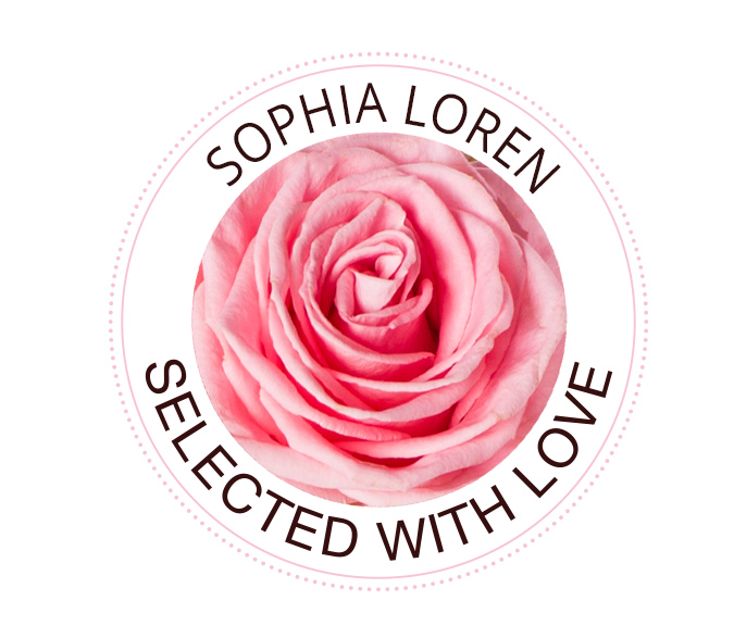 The Sophia Loren rose