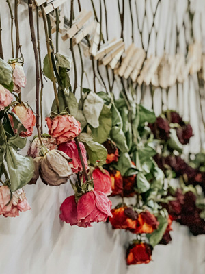 Blog: Drying roses