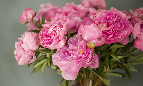 Blog: Peonies