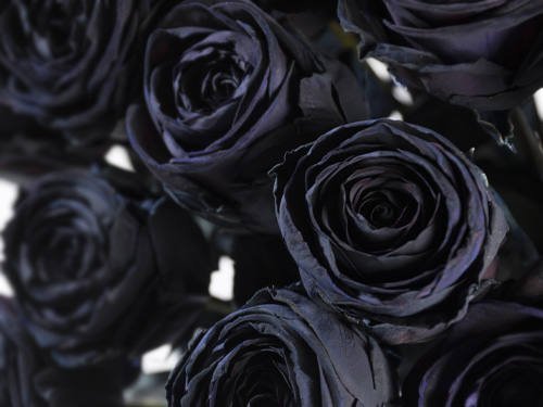 Black roses