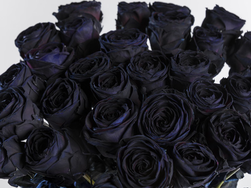 Black roses